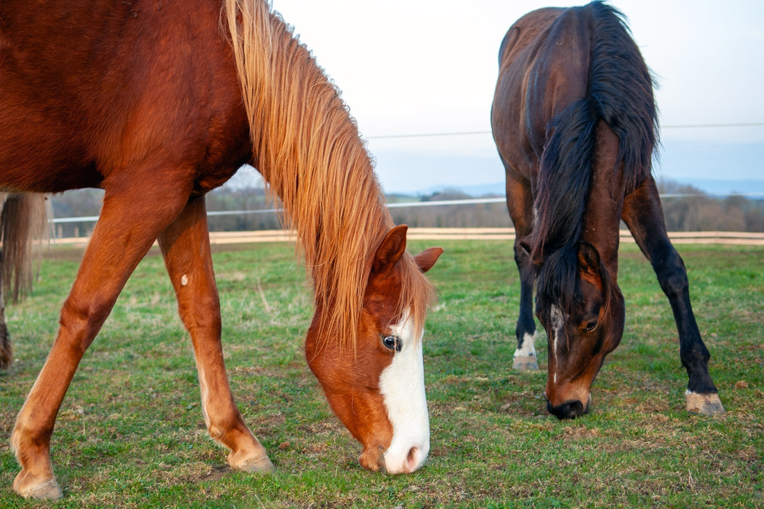 Wie schone ich die Gelenke beim Pferd