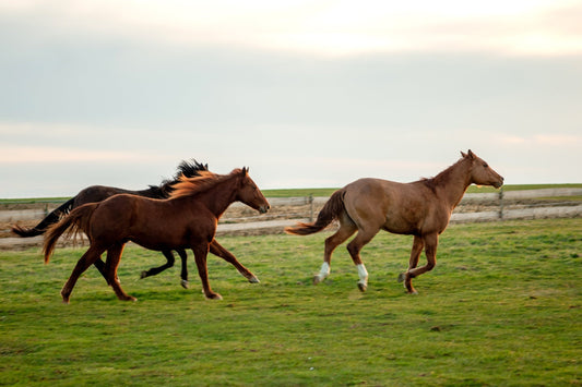 Hyaluron für Pferde