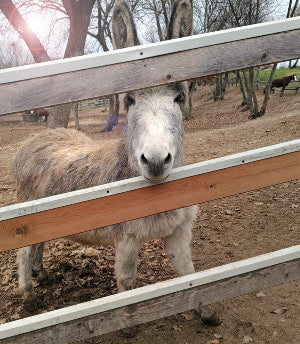 Image of a happy horse