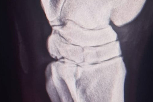 Gelenke Springreiten