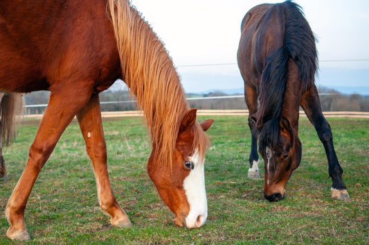 Wie schone ich die Gelenke beim Pferd