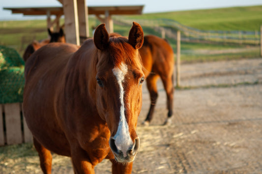 Knochenentzündung Pferd